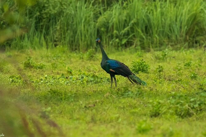 2-Day Trekking & Biking Nam Cat Tien National Park from HCM City - Day 2: Bau Sau crocodile lake + morning cycling