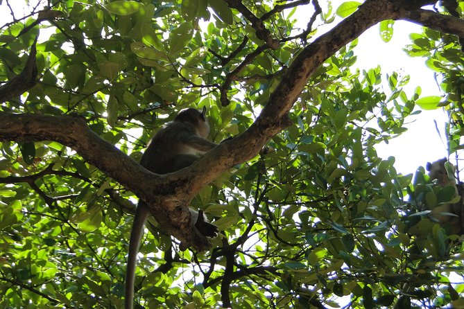 Can Gio Mangrove Eco And Wildlife Discovery Tour - Mangrove Forest Park canoeing: slow travel through the maze
