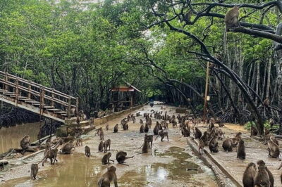 Can Gio Mangrove Forest Island Private Tour From Ho Chi Minh City - Getting out of Ho Chi Minh City: the ride that sets the tone