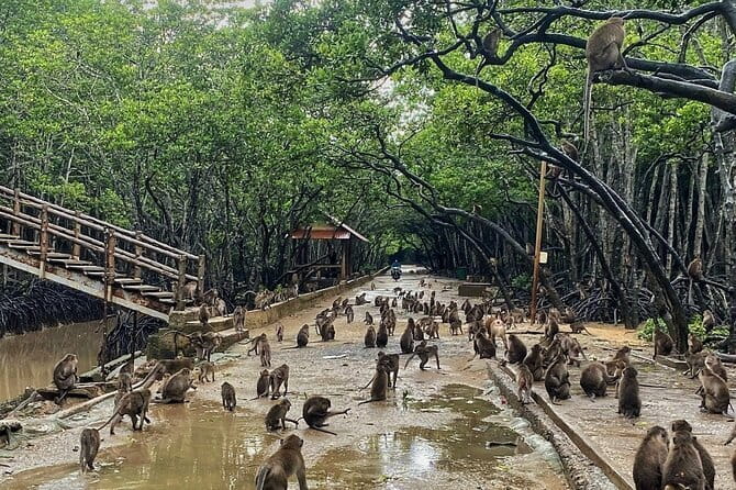 Can Gio Mangrove Forest Island Private Tour From Ho Chi Minh City - Getting out of Ho Chi Minh City: the ride that sets the tone