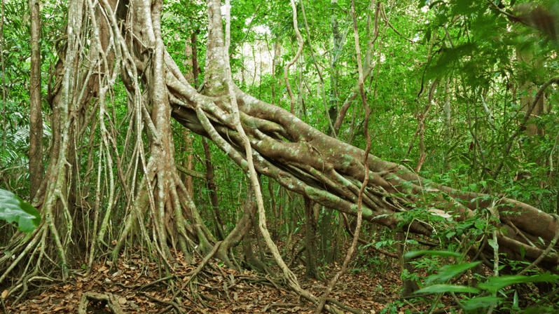 Cat Tien National Park with Crocodile Lake - Key highlights worth caring about