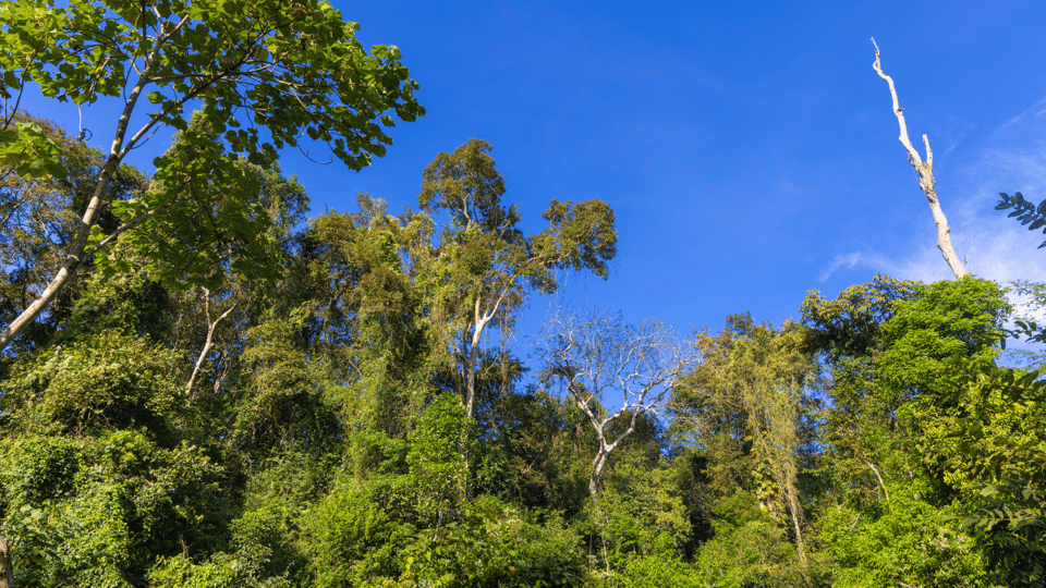 Cat Tien National Park with Crocodile Lake - Day 1 on the Ecological Trail: Tung Tree, Jungle Plants, Gibbons, and Thac Troi