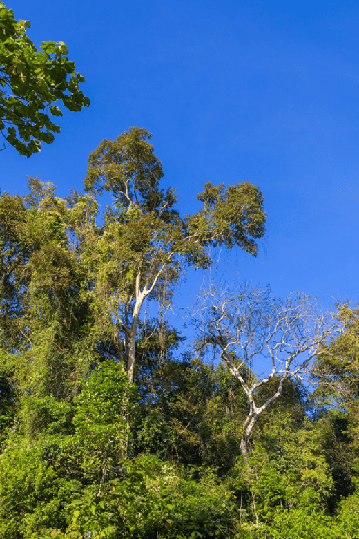 Cat Tien National Park with Crocodile Lake - Price and Logistics: What $165 Covers (and What You’ll Plan Yourself)