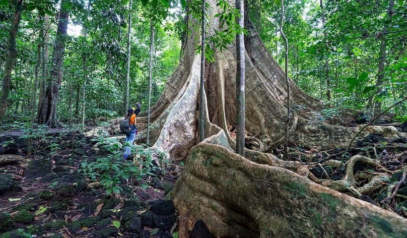 From HCM: Cat Tien Park Jungle Day Trip with Optional 2D1N - Cat Tien from HCM: a long day trip with built-in rhythm
