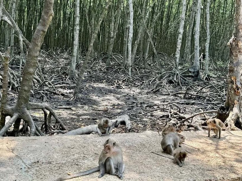 From Ho Chi Minh: Can Gio Monkey Island & Mangrove Tour - What’s included vs. not: a quick clarity check