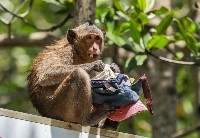 From Ho Chi Minh: Can Gio Monkey Island & Mangrove Tour - Can Gio in a day: what this tour gets right