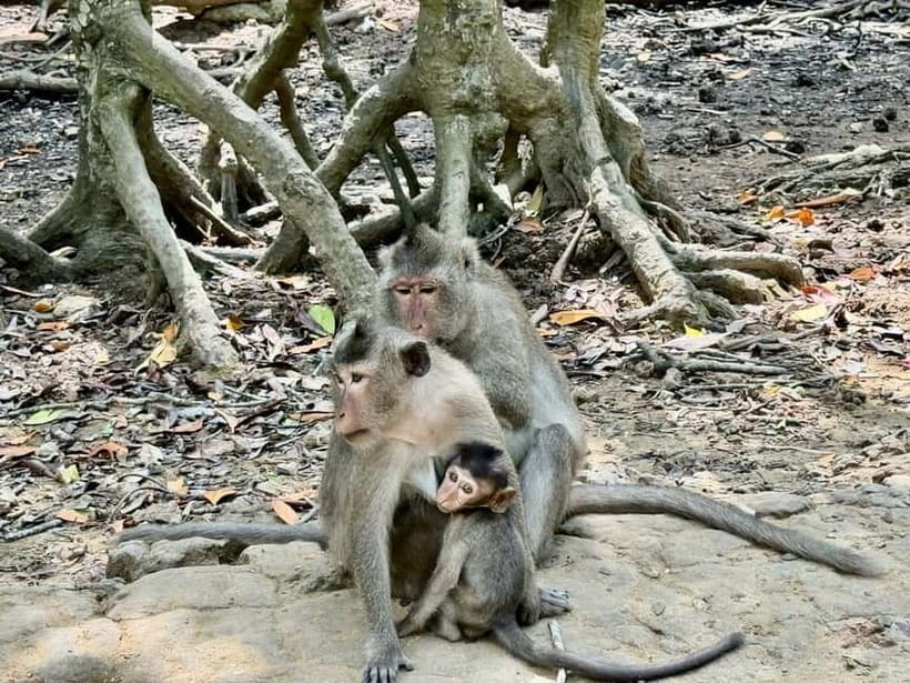 From Ho Chi Minh: Can Gio Monkey Island & Mangrove Tour - The speedboat and Sac Guerrilla Base: mangroves meet wartime history