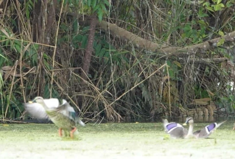 From Ho Chi Minh: Mekong Delta 3-Day Tour with Tra Su Forest - Should you book Duy Amma’s Mekong Delta 3-day tour?