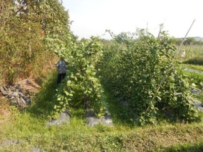 Full-Day Farming & Cooking class at Agricultural Village - Meeting Vietnamese Farming Life: Cows, Gardens, and Herb Wisdom