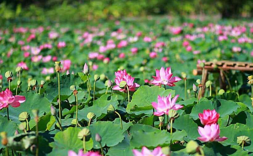 HCM: Authentic Dong Thap Mekong Delta Day Trip & Boat Ride - Xẻ Quýt Historic Site: canals, concealment, and context