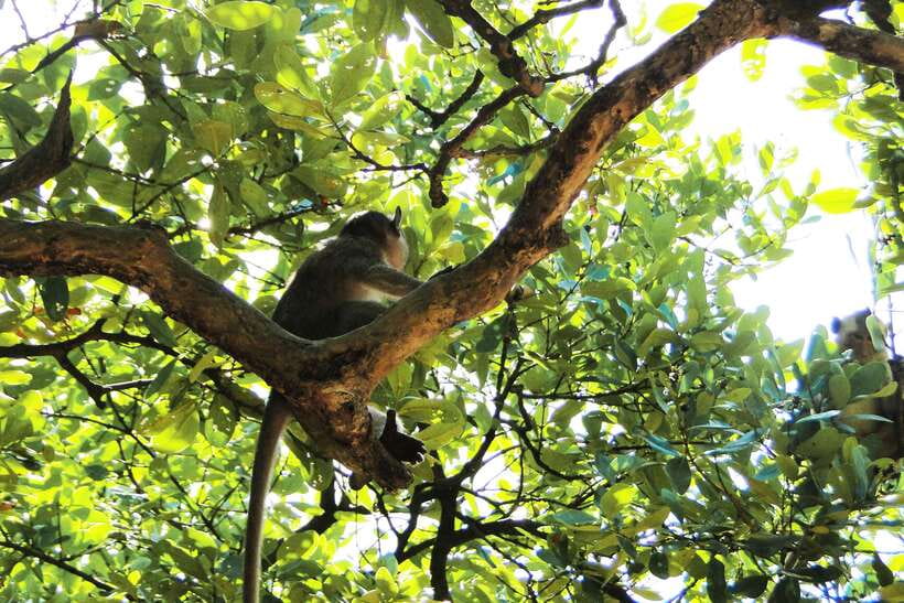Ho Chi Minh City: Can Gio Eco Escape And Wildlife Discovery - Price and what makes the $169 feel fair
