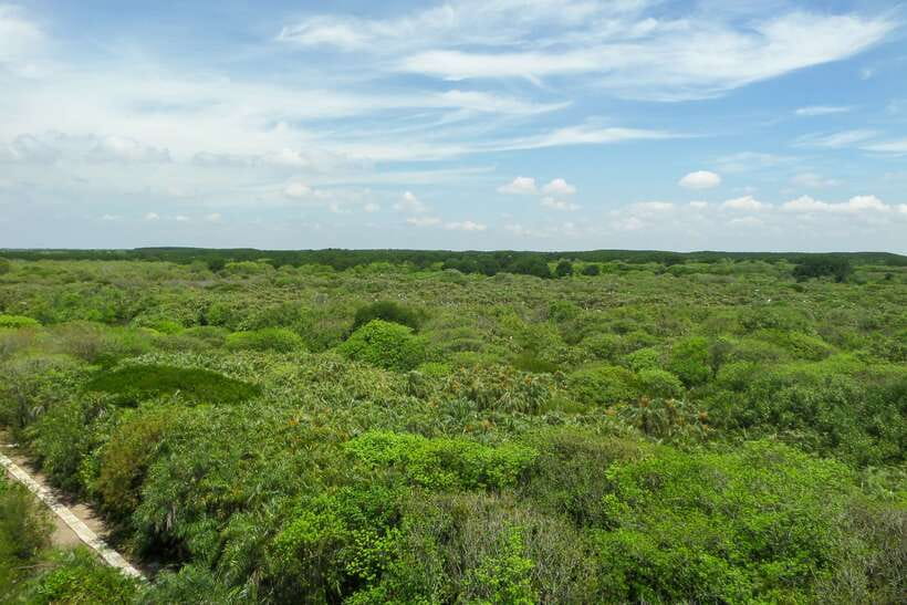 Ho Chi Minh City: Can Gio Eco Escape And Wildlife Discovery - Forest Park and Monkey Island: where you see the living park