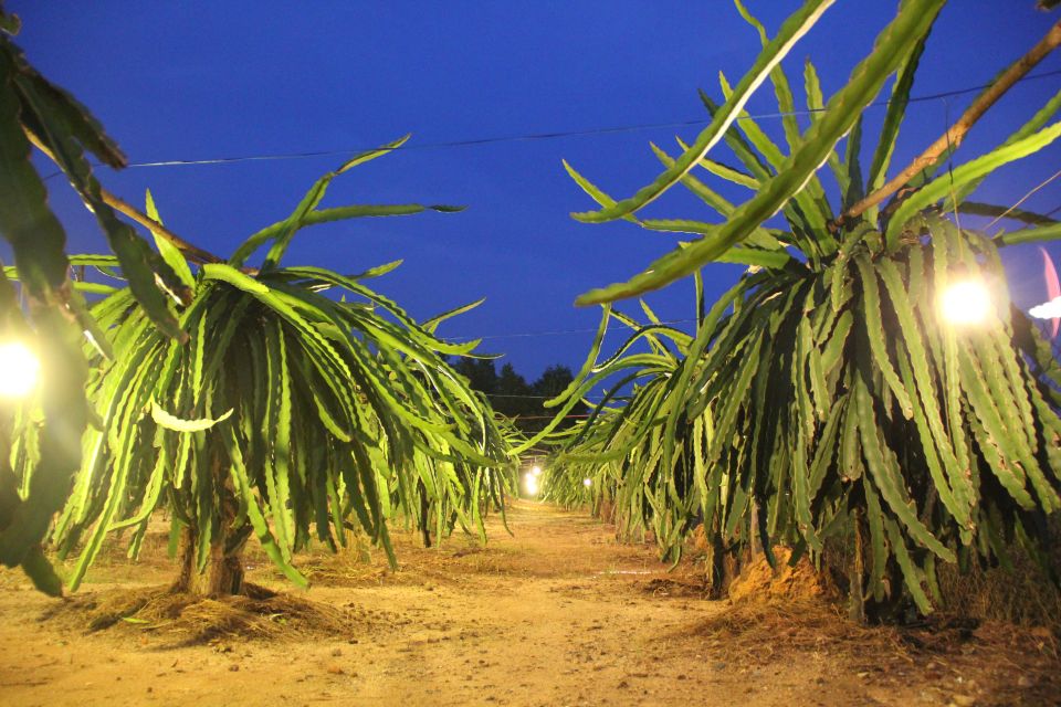 Ho Coc Beach, Nature Reserve & Dragon Fruit Farm Day Tour - Key highlights