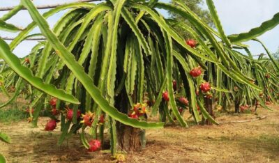 Ho Coc Beach, Nature Reserve & Dragon Fruit Farm Day Tour - Pepper farm stop: a quick taste of what the region grows