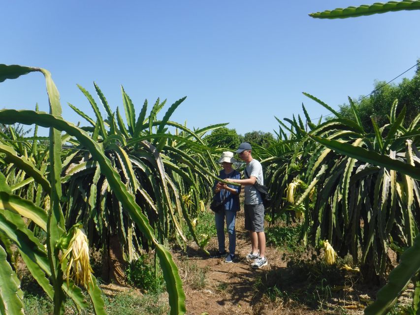 Ho Coc Beach, Nature Reserve & Dragon Fruit Farm Day Tour - Ho Coc Beach resort access: calm beach time with a guided structure