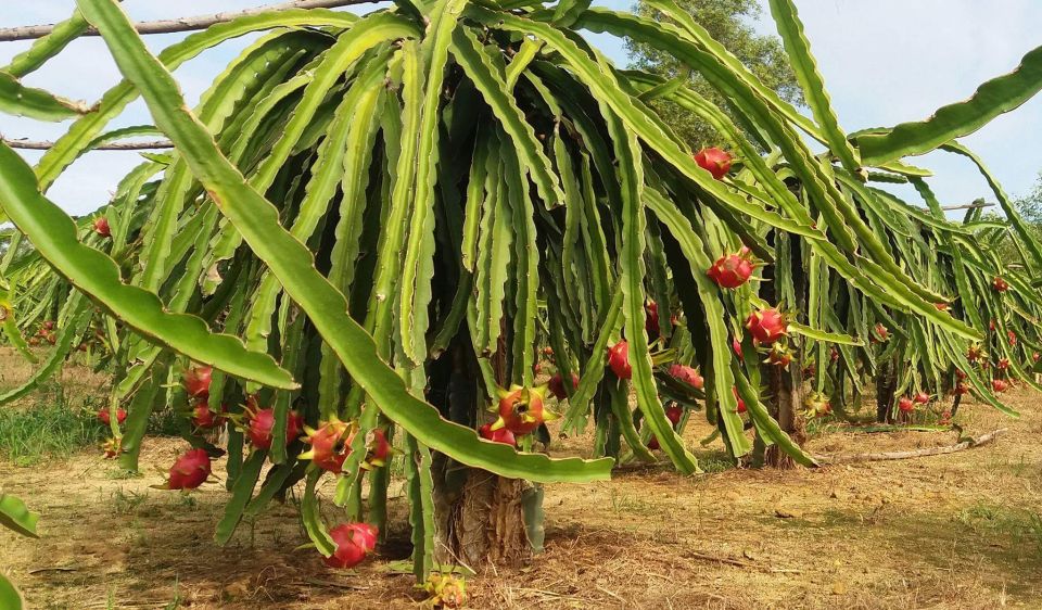 Ho Coc Beach, Nature Reserve & Dragon Fruit Farm Day Tour - Pepper farm stop: a quick taste of what the region grows