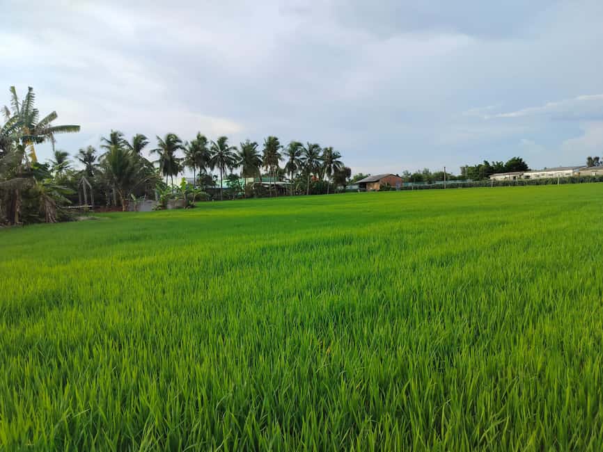 Mekong Day Trip Group 12pax Explore Bicycle & Cooking Class - Family Tiny Garden homestay: biking between orchards and rice fields