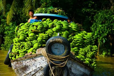 Mekong Delta Tour with Kayaking, Cycling and Cooking - Bến Lức to Mỹ Tho: Cycling Through Orchards and Rice Fields