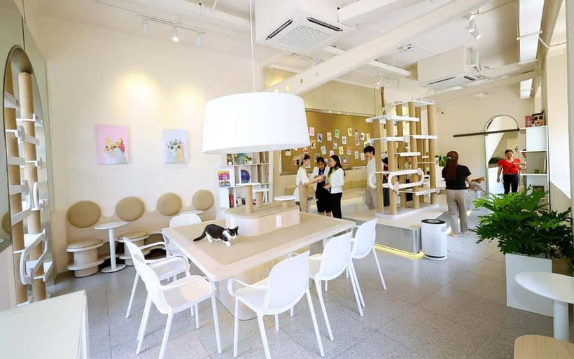 Méo Meo Cat Cafe in Center of Saigon - Cats, Rules, and How to Stay Safe (No Rough Play)