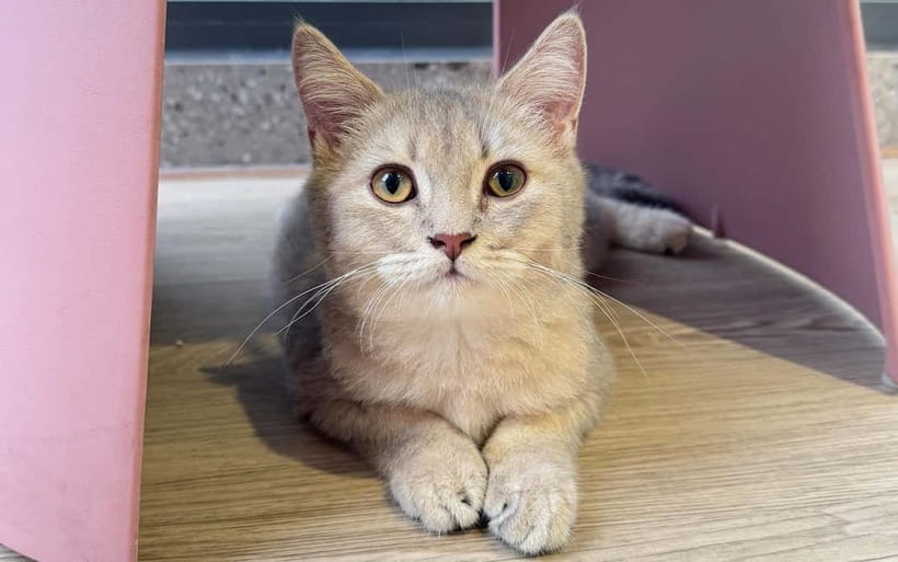 Méo Meo Cat Cafe in Center of Saigon - Practical Rules You’ll Want to Know Before You Go