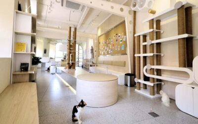 Méo Meo Cat Cafe in Center of Saigon - Who This Cat Café Works Best For (And Who Might Skip It)