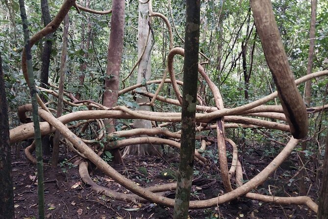 Nam Cat Tien National Park 2-Day Tour with Lodging, Meals.. - Practical Tips to Make Cat Tien Feel Easy