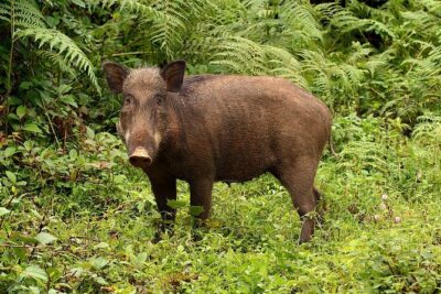 Nam Cat Tien National Park 2 Days 1 Night - Private Tour - Day 2: Bau Sau Lake by jeep, then walking to the station