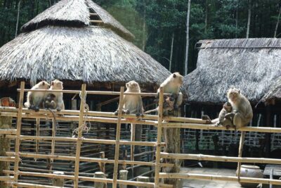 Private Can Gio Biosphere Reserve Day Trip from Ho Chi Minh City - Crocodile fishing on a rowing boat: included and a little unusual