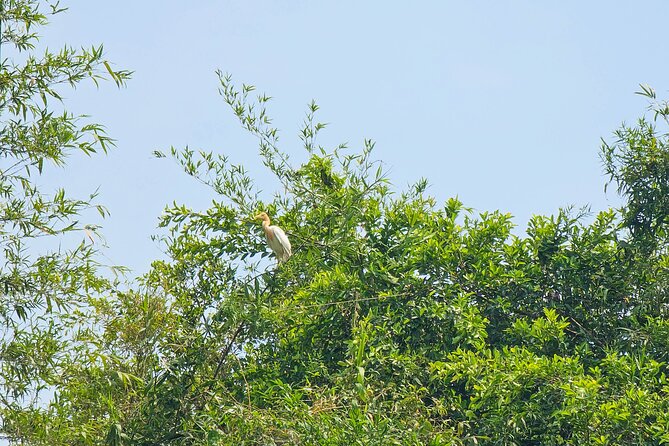 Private Full Day Mekong Delta Tour to Dong Thap Muoi Wetlands - Key things I’d watch for before you go