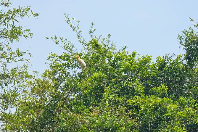 Private Full Day Mekong Delta Tour to Dong Thap Muoi Wetlands - Dragon fruit garden stop: acidic soil, two varieties, and a better story