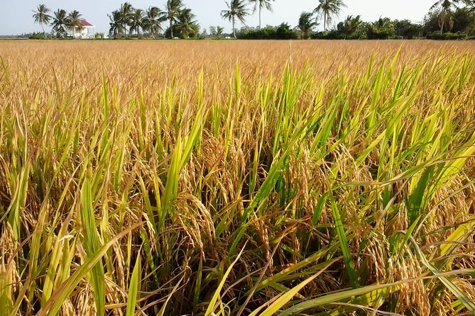 Private Mekong Delta Less Tourist - Coconut Island Tour - Key highlights worth your attention
