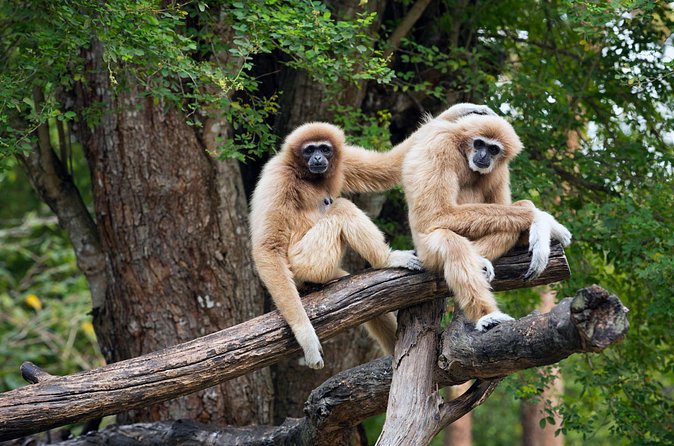 Private Tour: Cu Chi Tunnels and Cao Dai Temple - Price and value at about $97: what you’re really paying for
